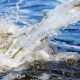 Kõik lõhemaimud on täpselt üle loetud ja jõkke lasti 15 803 üheaastast lõhet Foto Urmas Saard