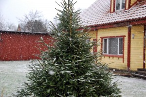 Lumesadu koduõuel Foto Urmas Saard
