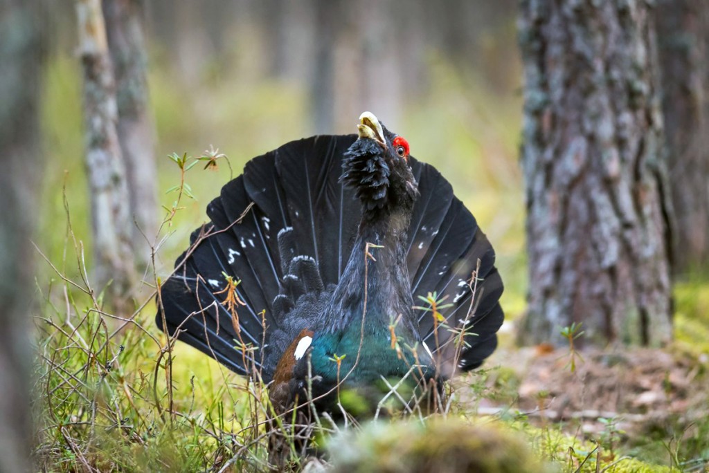 Metsisekukk Foto Jaanus Tanilsoo