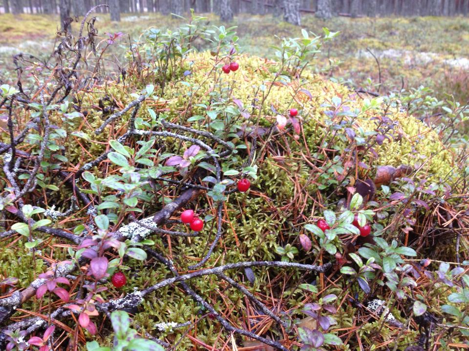Novembri keskel palus pohli veel punetab. Foto: Elina Allas