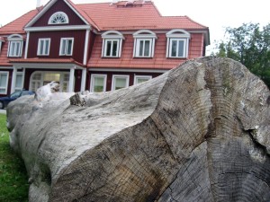 Septembris aastal 2008 Sindi noortekeskuse juurde veetud suured tüved muudeti toona väärtuslikeks puuskulptuurideks Foto Urmas Saard