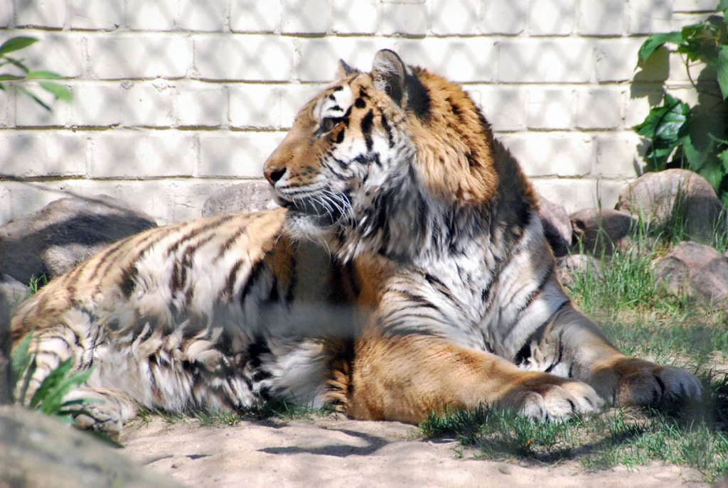 Tiiger Tallinna loomaaias Foto Urmas Saard