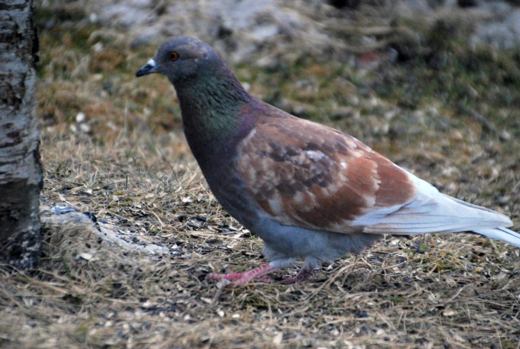 Tuvi Foto Urmas Saard