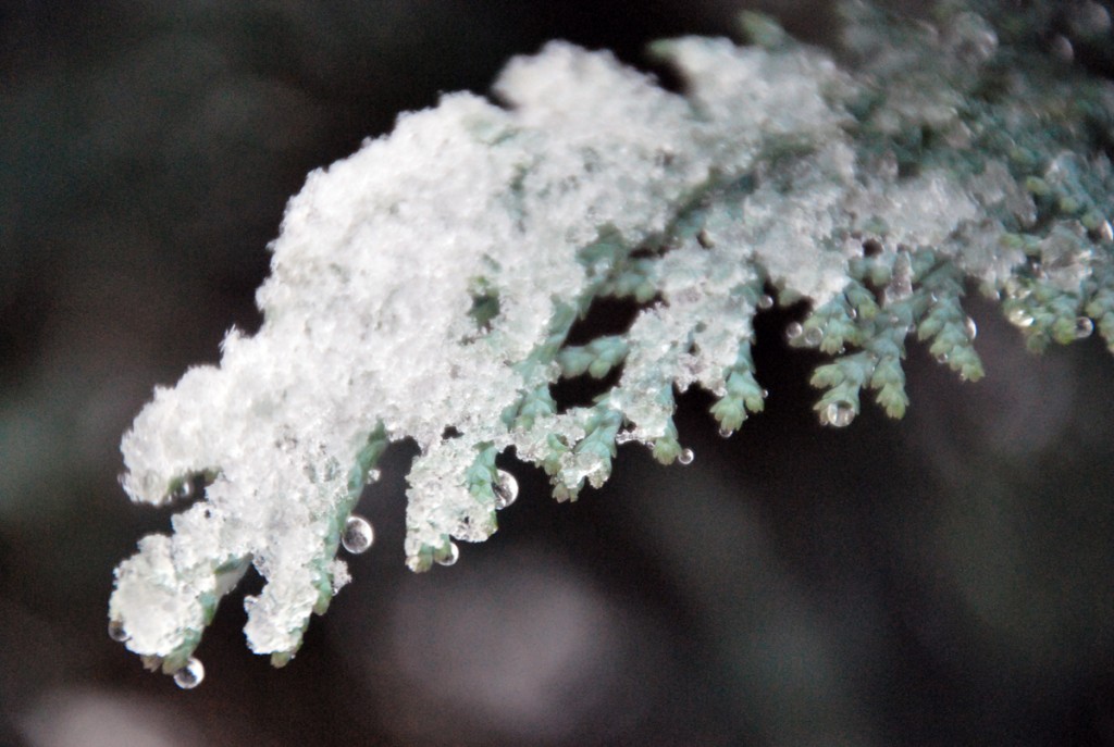 Tänavuse sügise esimene lumi Sindis Foto Urmas Saard