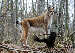 ilves2
